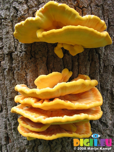 28108 Big Yellow Mushrooms on Tree - Sulfur Shelf (Laetiporus sulphureus)